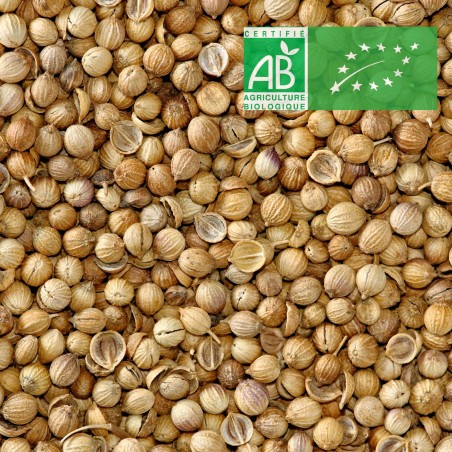 Graines de coriandre bio
