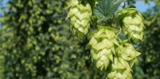 Freestyle Hops Southern Cross